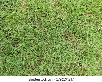 Zoysia Grass Foto Stock Immagini E Foto Shutterstock