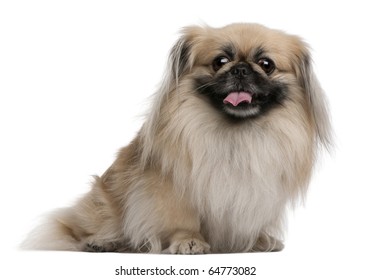 Pekingese, 7 years old, sitting in front of white background