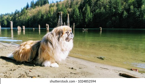 The Pekingese is an ancient breed of toy dog, originating in China. They are called Lion Dogs due to their resemblance to Chinese guardian lions.