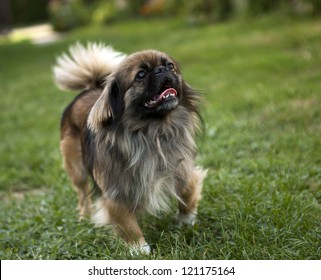 Pekingese Dog