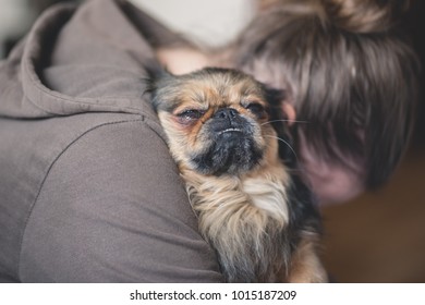 pekingese dog cuddle