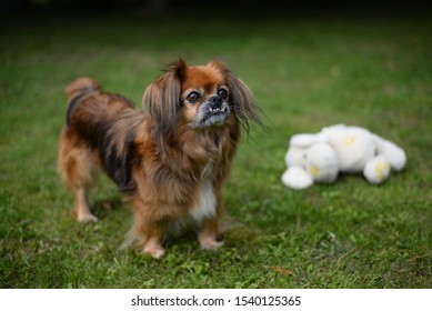 Pekingese Silhouette Images Stock Photos Vectors Shutterstock