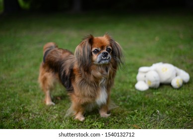 Pekingese Silhouette Images Stock Photos Vectors Shutterstock