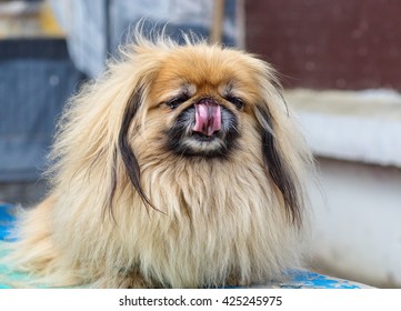 Pekingese Dog Long Tongue.