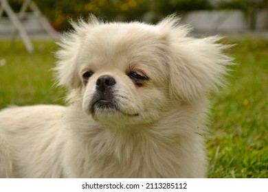 Pekingese Dog With Long White Hair Posing