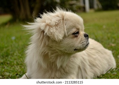 Pekingese Dog With Long White Hair Posing