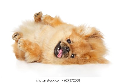 Pekingese dog is lying on his back in front of white background