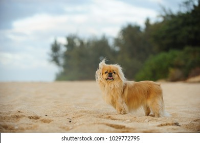 Pekingese dog outdoor portrait on beach