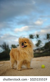 Pekingese dog outdoor portrait standing on tropical beach with blue sky