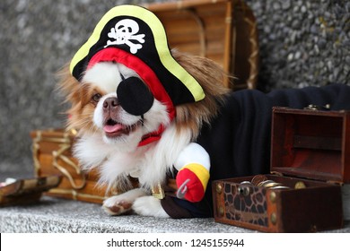 A Pekingese dog in a pirate costume with a chest of money. Dog in a carnival costume. Festive dog. Halloween dog party.