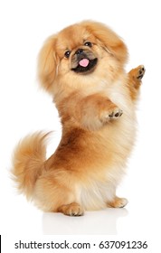 Pekingese dog posing on hind legs in front of white background