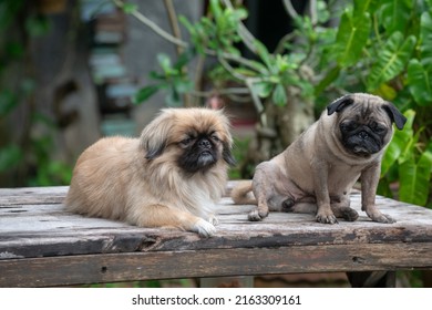 A Pekingese Dog And A Pug Snuggled Up On A Long Horse Table, Happily Living Together.