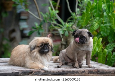 A Pekingese Dog And A Pug Snuggled Up On A Long Horse Table, Happily Living Together.