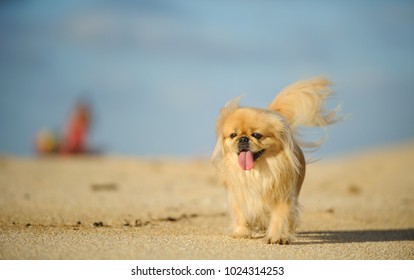 Pekingese dog running on sand beach with blue sky
