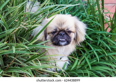 Pekingese Dog Sitting In Long Grass Playing