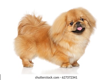 Pekingese dog in stand on a white background