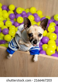 Pekingese Dog Sticking Out Its Tongue In A Ball Pit