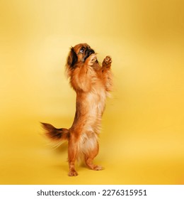 pekingese dog studio photo pet cute portrait beautiful light	