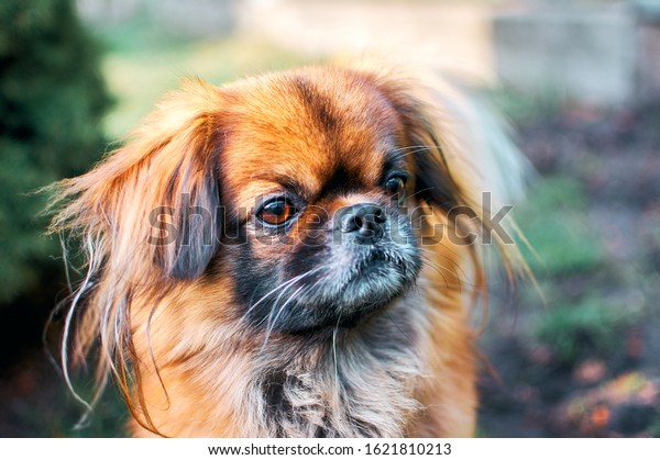 Pekingese dog tongue out in green grass. Portrait\
happy pekingese dog lying in grass on summer walk. Red pekingese\
resting in field & enjoying of sun rays. Fluffy hairy small\
dog playing closeup