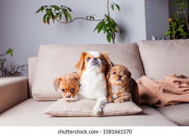 Pekingese family are resting on sofa at home