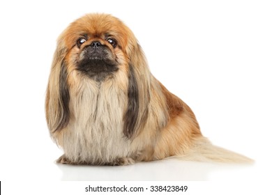 Pekingese in front of white background