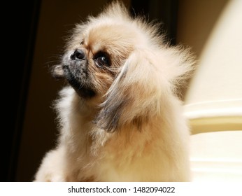 Pekingese Head Tilt Under The Sun Confuse And Happy