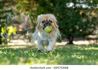 Pekingese playing with a ball in garden on a sunny day