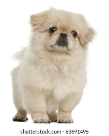 Pekingese puppy, 5 months old, standing in front of white background