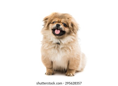 Pekingese puppy on a white background