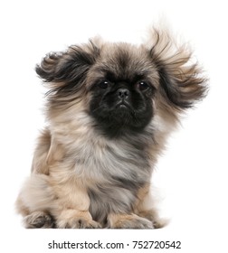 Pekingese Images Stock Photos Vectors Shutterstock