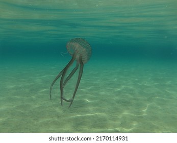 Pelagia Noctiluca In Almeria Spain