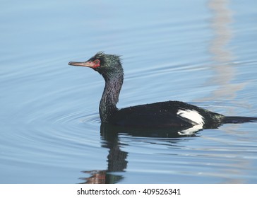 Pelagic Cormorant