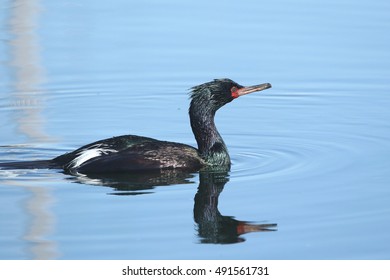 Pelagic Cormorant