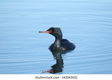 Pelagic Cormorant