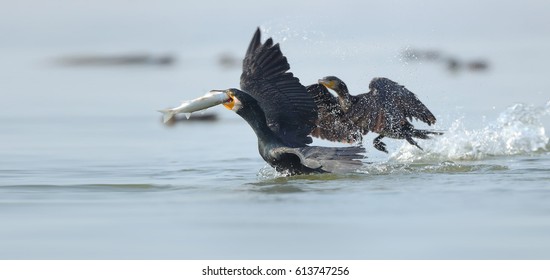 Pelagic Cormorant