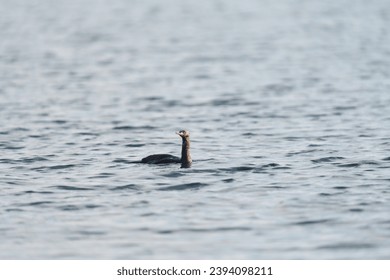 Pelagic Cormorant feeding at seaside, this is a small, slender cormorant with a thin, dark bill. Blackish overall with glossy green head and body and purplish neck. - Shutterstock ID 2394098211