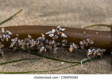 Pelagic (smooth) Gooseneck Barnacles (Lepas Anatifera) Attached To A Bull Kelp (Nereocystis) At Año Nuevo State Park, California