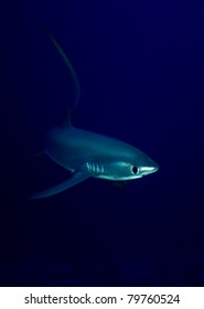 Pelagic Thresher Shark - Alopias Pelagicus