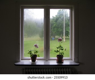 Pelargonias On A Window Sill A Rainy Summer Day