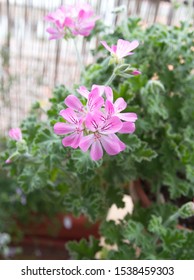 9,905 Rose Geranium Images, Stock Photos & Vectors | Shutterstock