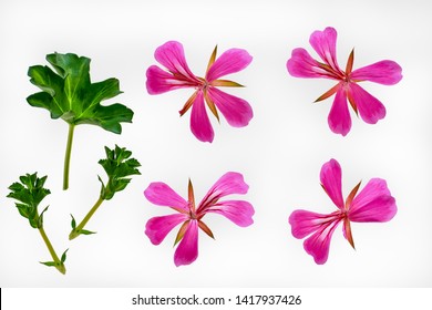 ゼラニウム イラスト Stock Photos Images Photography Shutterstock