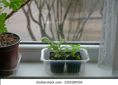 Pelargonium Graveolens Plant Seedlings At Home On The Windowsill. Geranium-associated Flora Greenery In Close Up View. Folk Medicine Herbal Grass At Flat. Young Herbage In The Seeds Pot.