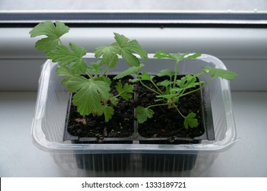 Pelargonium Graveolens Plant Seedlings At Home On The Windowsill. Geranium-associated Flora Greenery In Close Up View. Folk Medicine Herbal Grass At Flat. Young Herbage In The Seeds Pot.