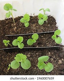 Pelargonium Seedlings Close Up. Growing Flowers From Seeds.