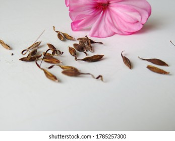 Pelargonium Seeds Isolated On White Background