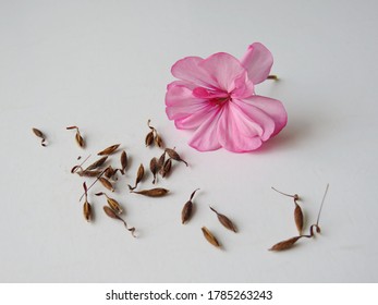 Pelargonium Seeds Isolated On White Background