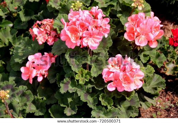 Pelargonium Zonale Moonlight Loki Zonal Geranium Stock Photo (Edit Now ...