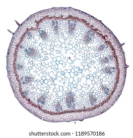 Pelargronium Stem Cross Section Cut Under Stock Photo 1189570186 ...