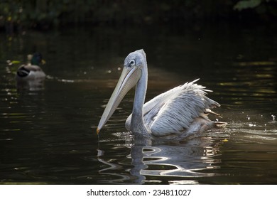 Pelecanus Rufescens