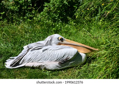 Pelecanus Rufescens In A Meadow